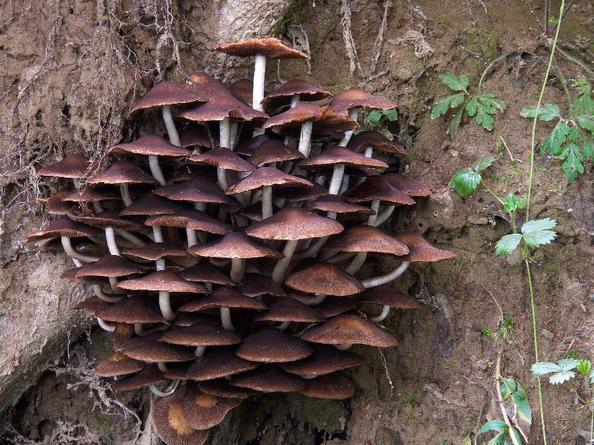 GRMACA ARMILLARIELLA TABESCENS2 03. 09 2005