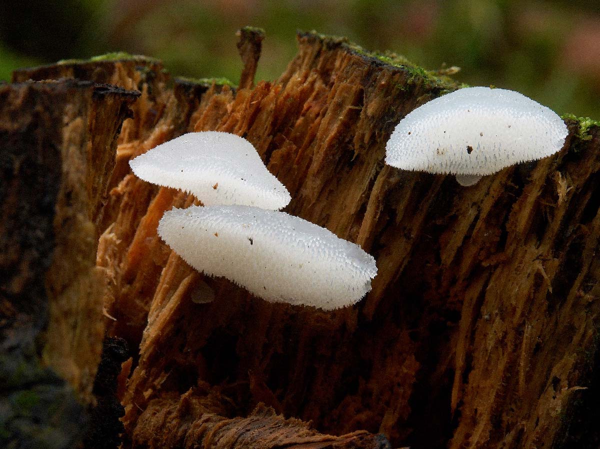 HLADETINASTA LEDENKA PSEUDOHYDNUM GELATINOSUM2 24. 09 2005