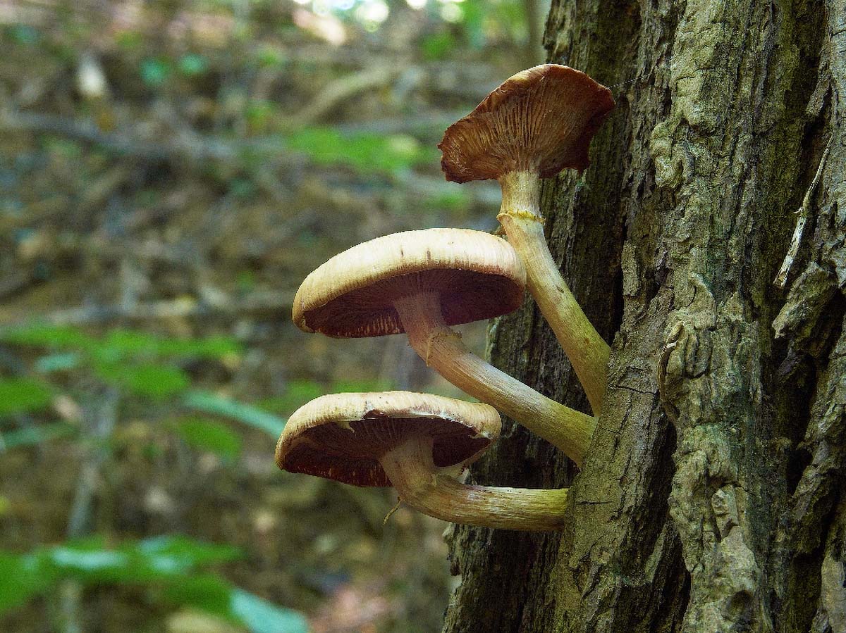 JABLANOVACA AGROCYBE AEGERITA2 07. 09 2005