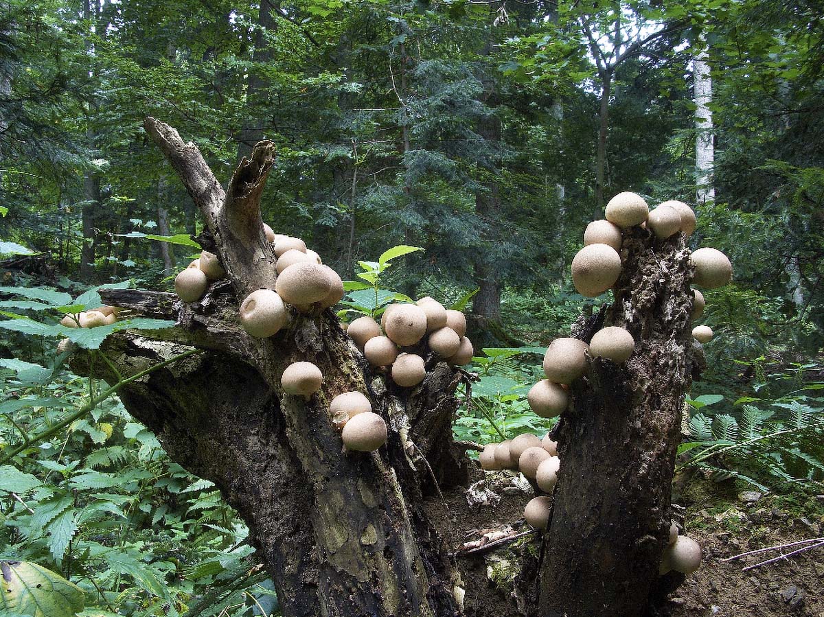KRUSKASTA PUHARA LYCOPERDON PYRIFORME6 11. 09 2005