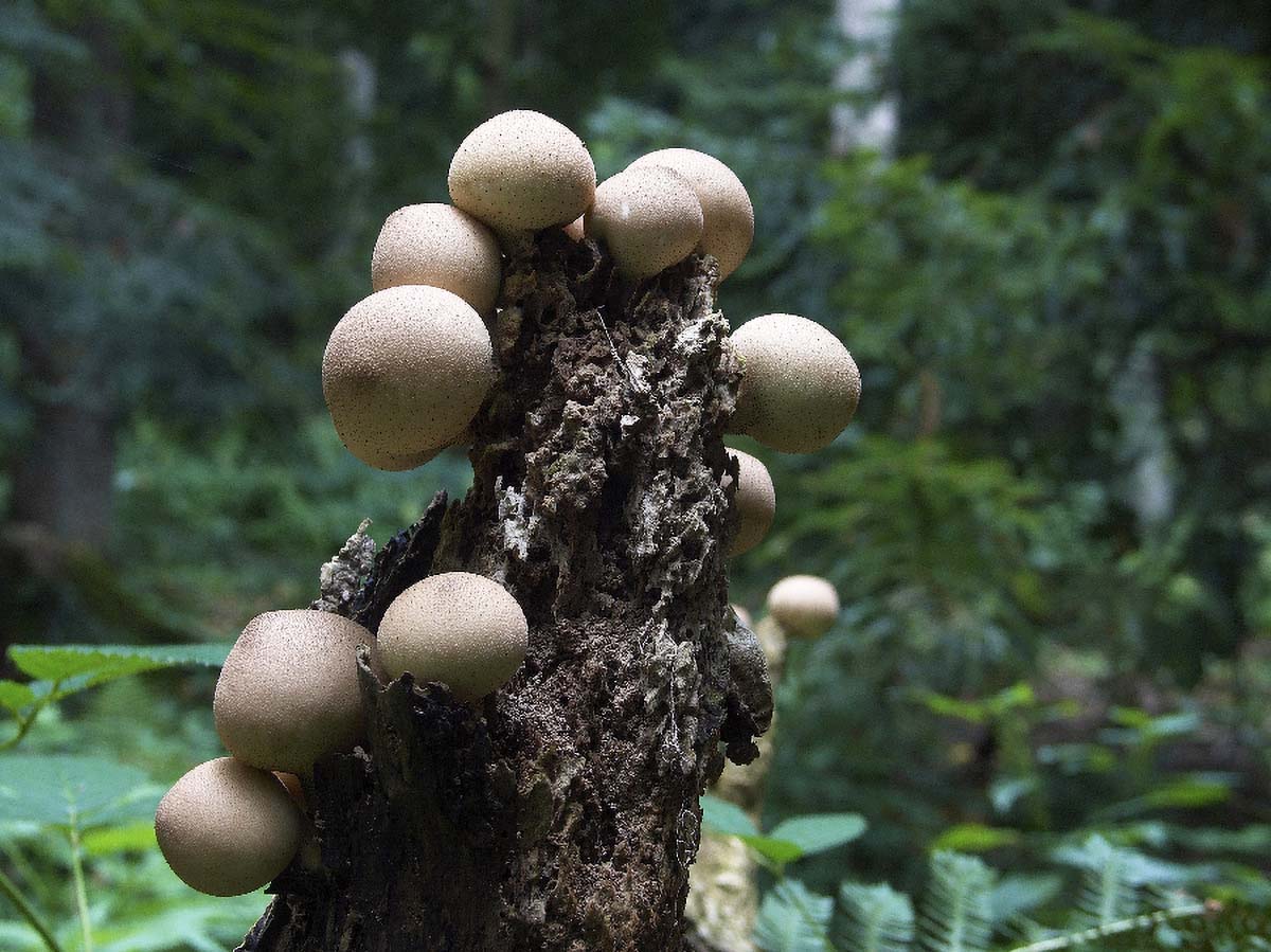 KRUSKASTA PUHARA LYCOPERDON PYRIFORME9 11. 09 2005