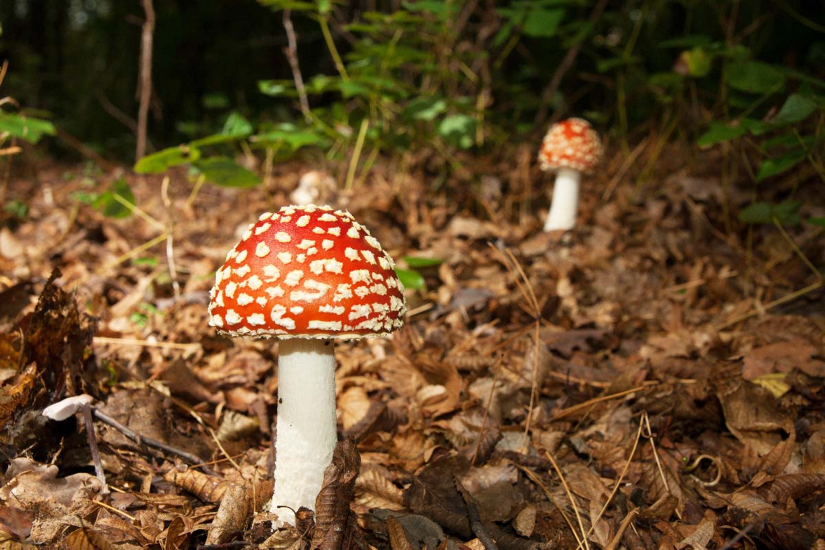 MUHARA   AMANITA MUSCARIA26 07 10 12
