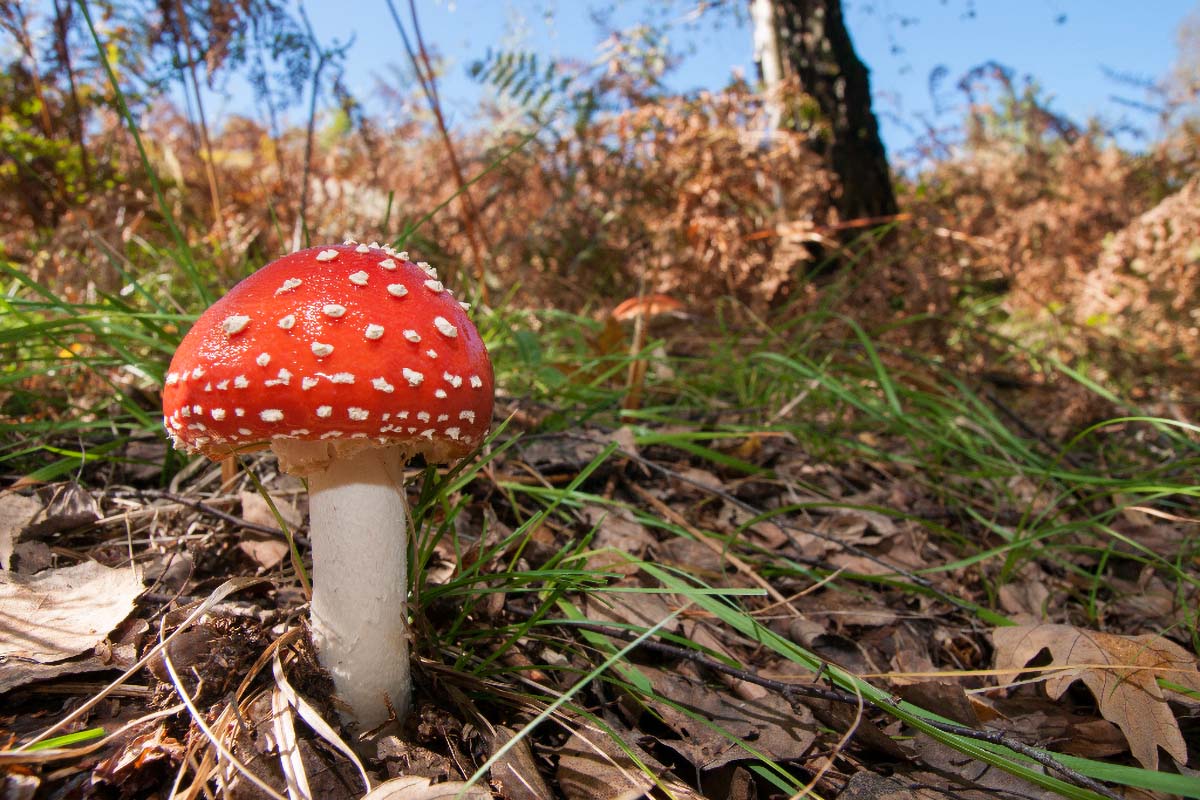 MUHARA   AMANITA MUSCARIA62 08 10 12