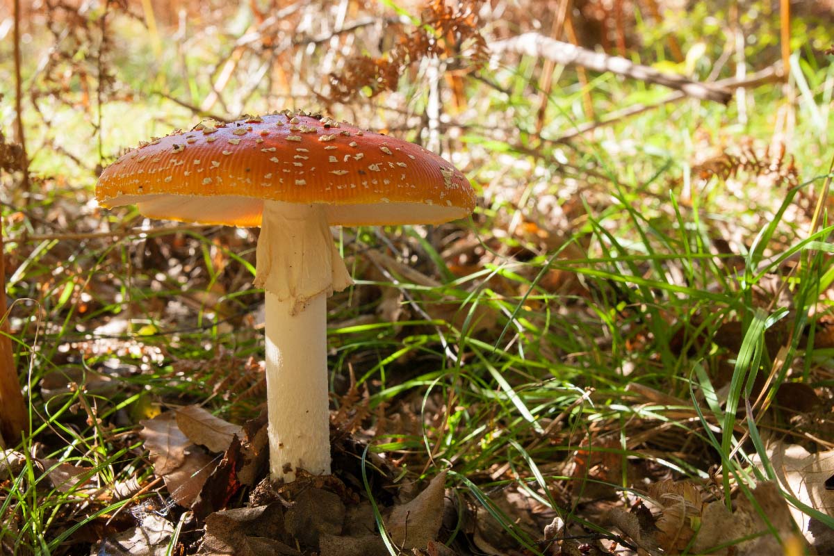 MUHARA   AMANITA MUSCARIA87 08 10 12
