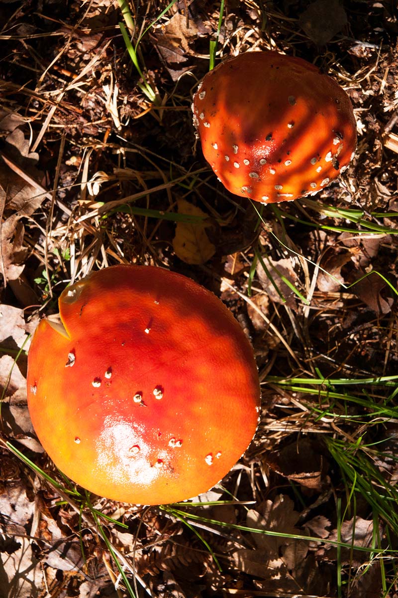 MUHARA   AMANITA MUSCARIA95 08 10 12