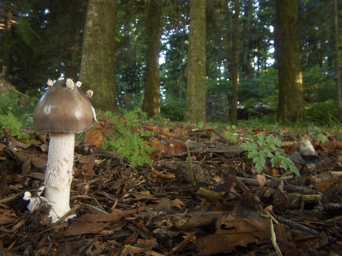 PRAVA TIGRICA AMANITA SPISSA3 11. 09 2005