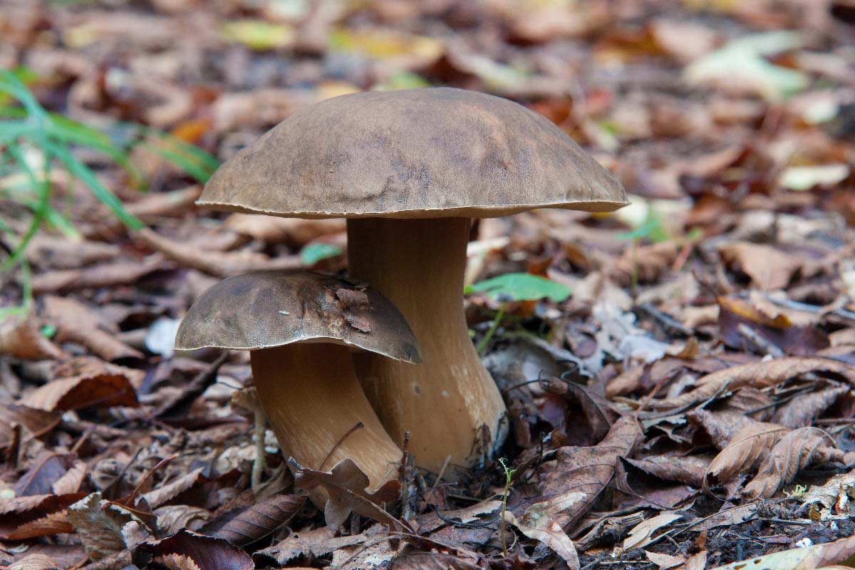 VRGANJ   BOLETUS EDULIS05 07 10 12