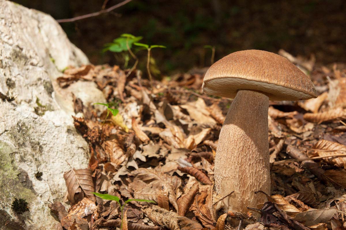 VRGANJ   BOLETUS EDULIS10 07 10 12