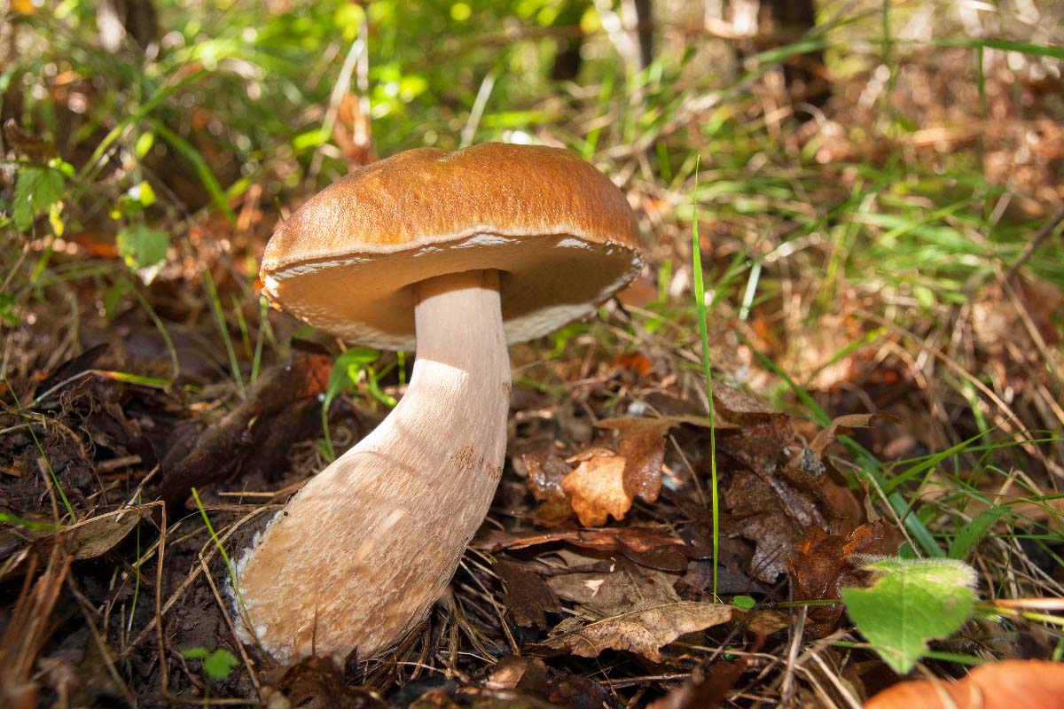 VRGANJ   BOLETUS EDULIS29 08 10 12