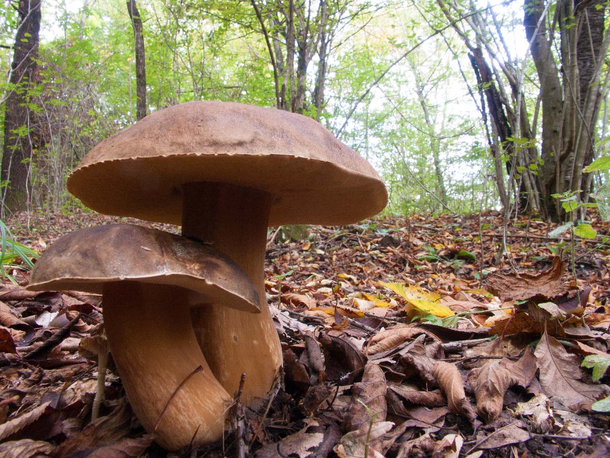VRGANJ   BOLETUS EDULIS44 07 10 12