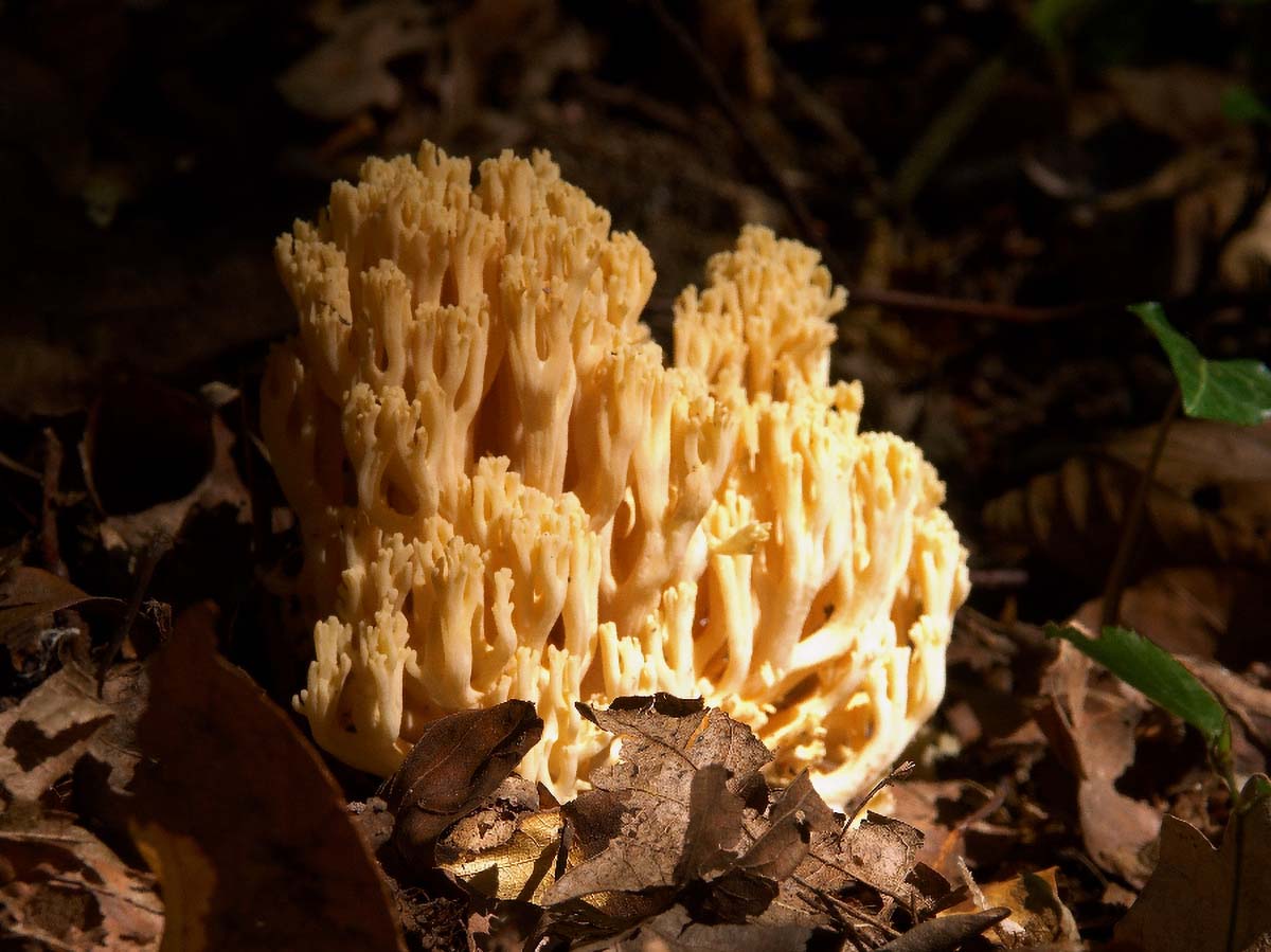 ZUTA CAPICA RAMARIA FLAVA2 07. 09 2005
