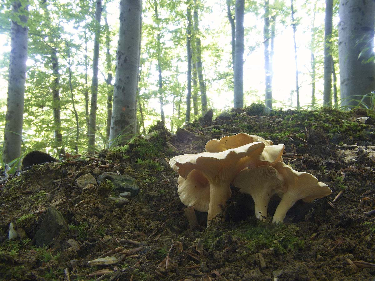 ZUTA ULEKNJACA CLITOCYBE INVERSA2 11. 09 2005