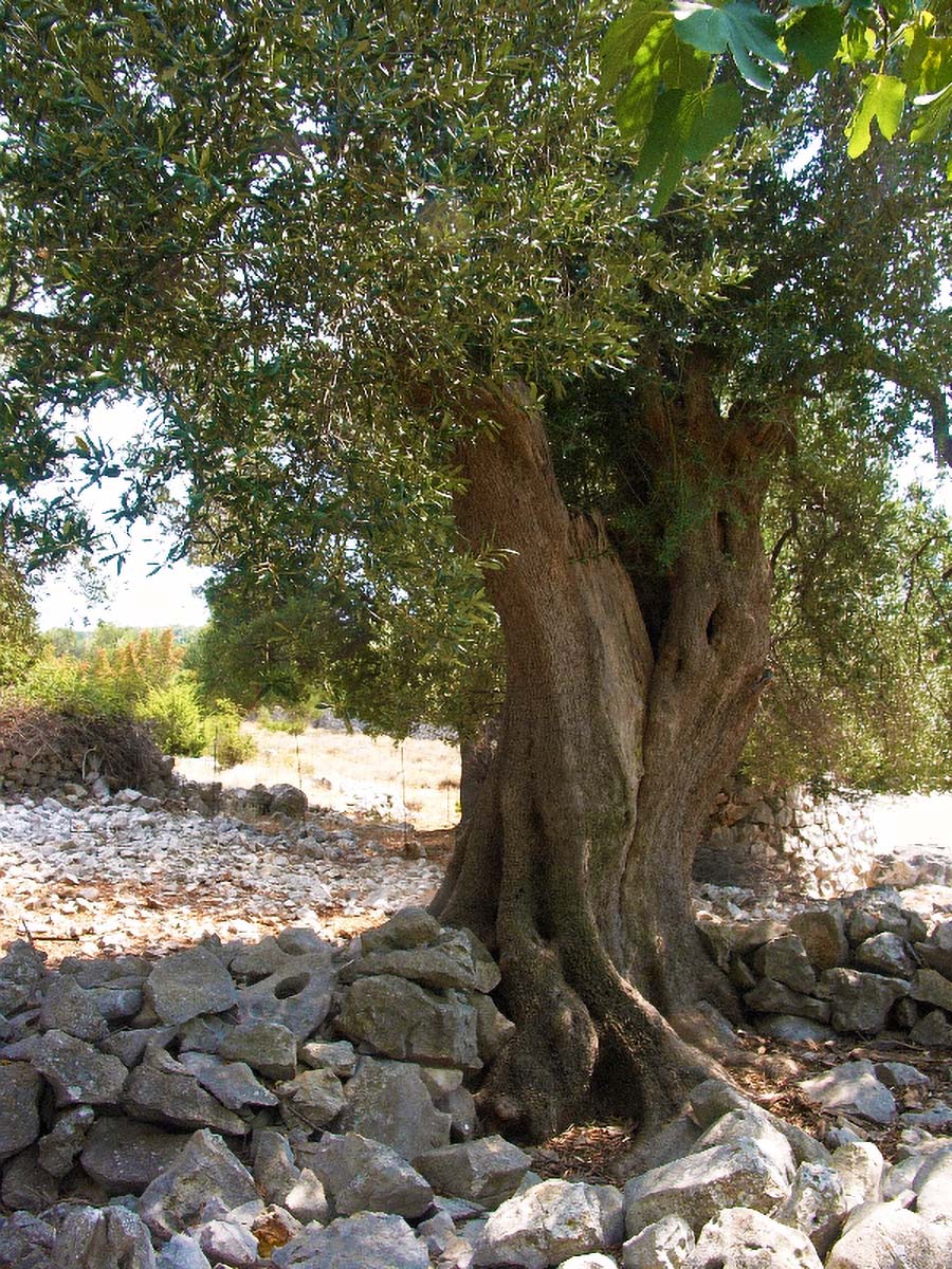 MASLINA03 09 08 07