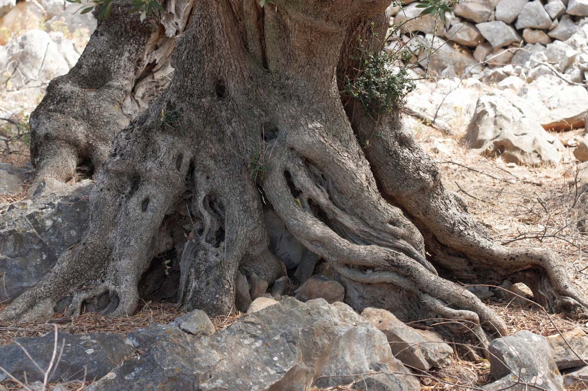 MASLINE17 11 08 09