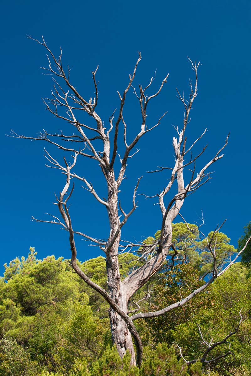 MLJET0546 12 08 13