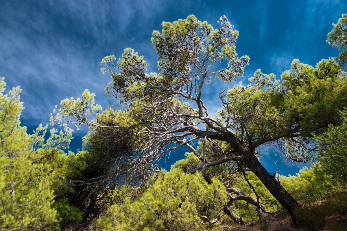 MLJET1300 15 08 13
