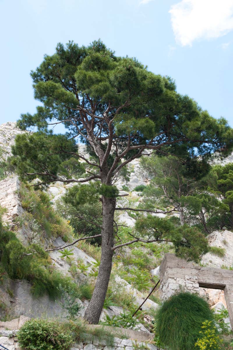 OMIS25 18 05 11