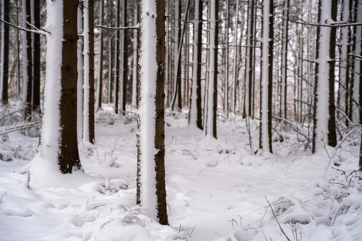 SAMOBORSKO GORJE043 18 01 19