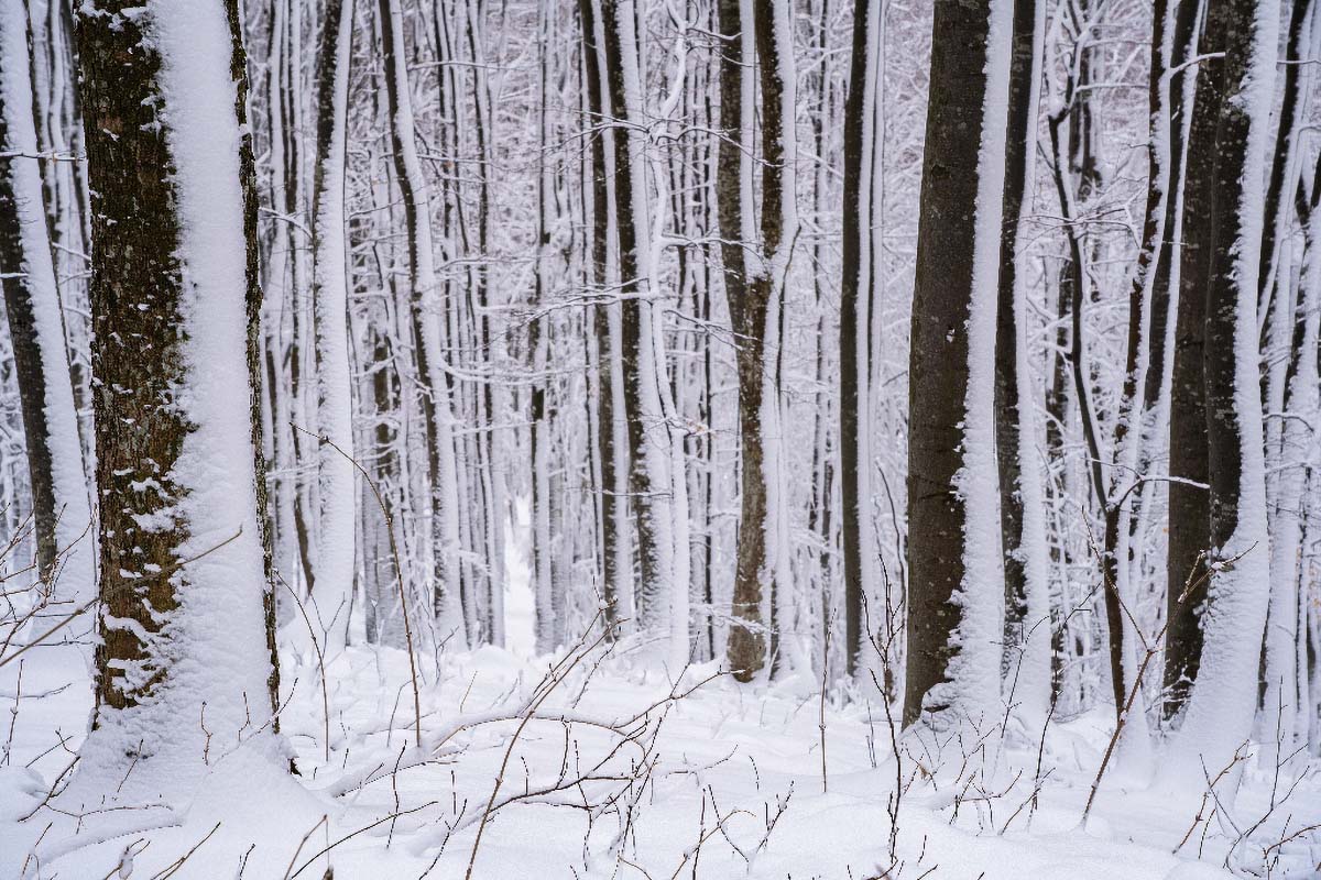 SAMOBORSKO GORJE058 18 01 19
