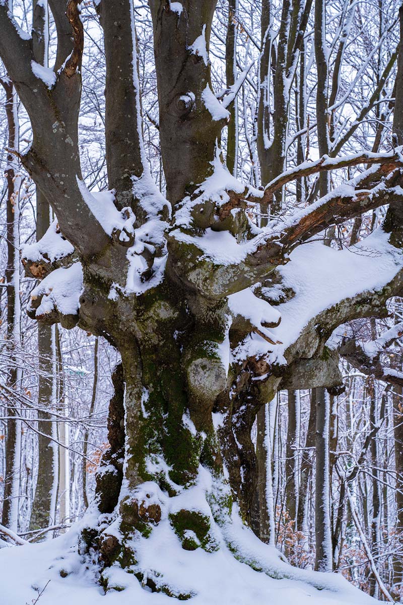 SAMOBORSKO GORJE141 18 01 19