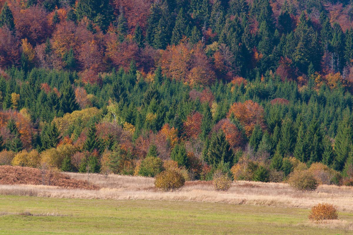 SERTIC POLJANA12 19 10 13