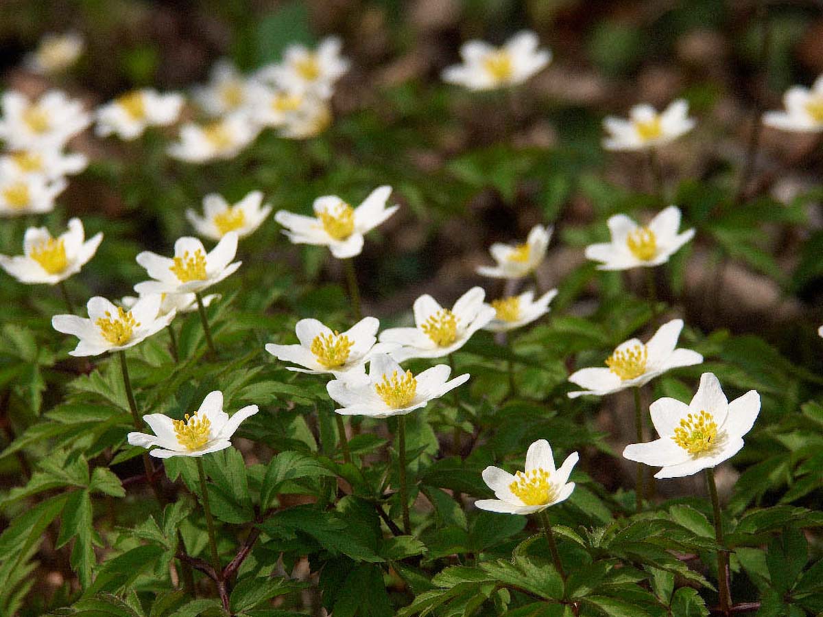 BIJELA SUMARICA ANEMONE NEMOROSA28 15 04 06