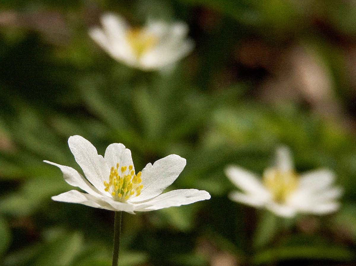 BIJELA SUMARICA ANEMONE NEMOROSA5 15 04 06