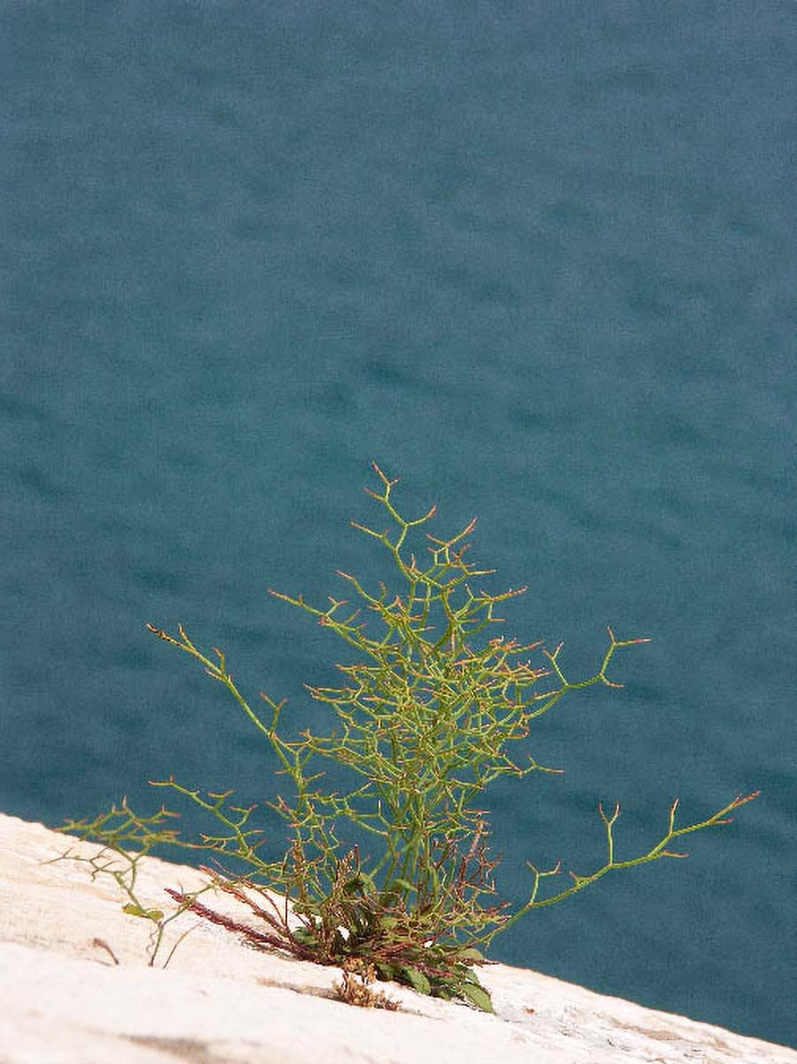 DUBROVNIK1204 14 05 06