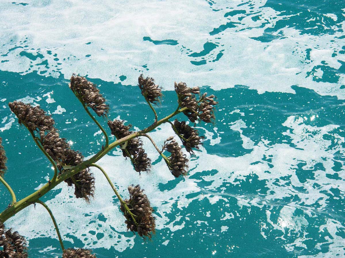 DUBROVNIK503 10 05 06