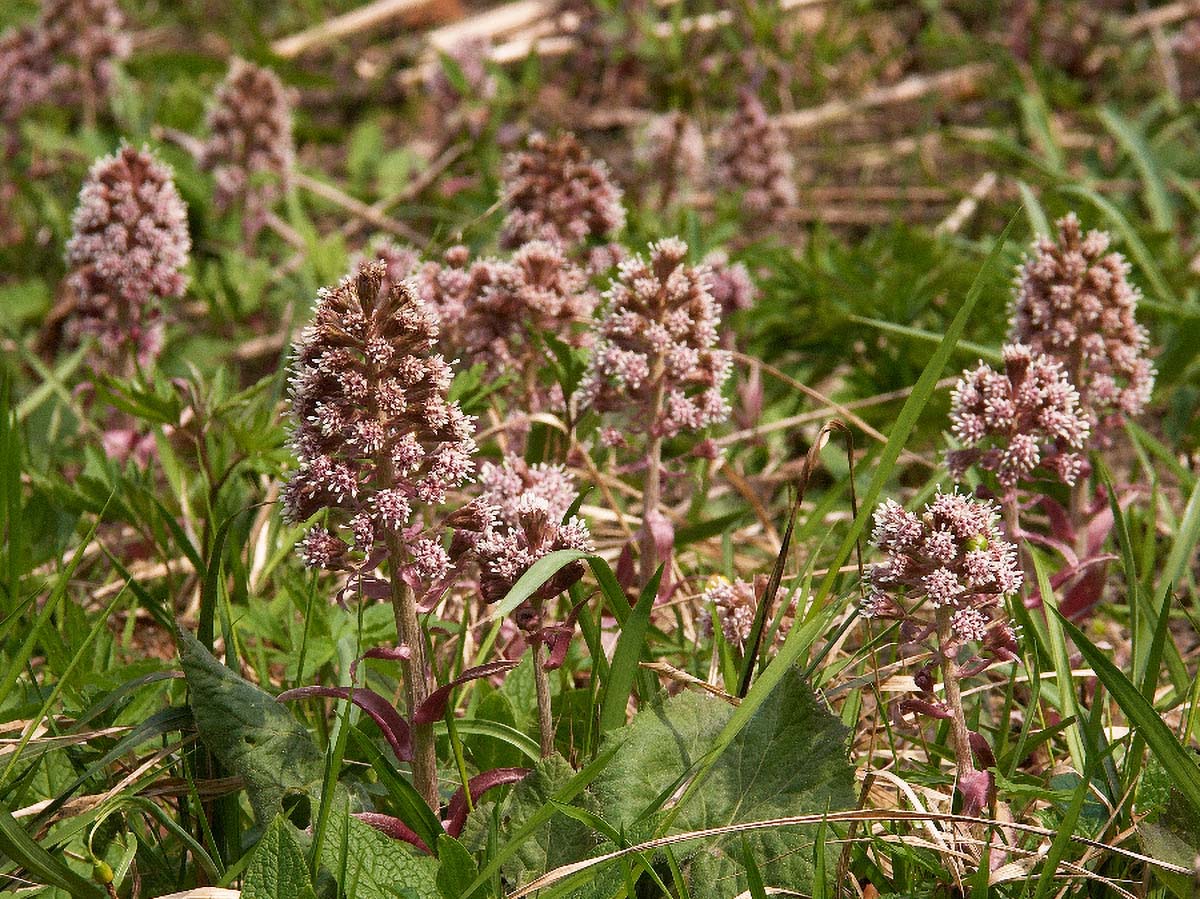 LOPUH PETASITES HYBRIDUS3 15 04 06