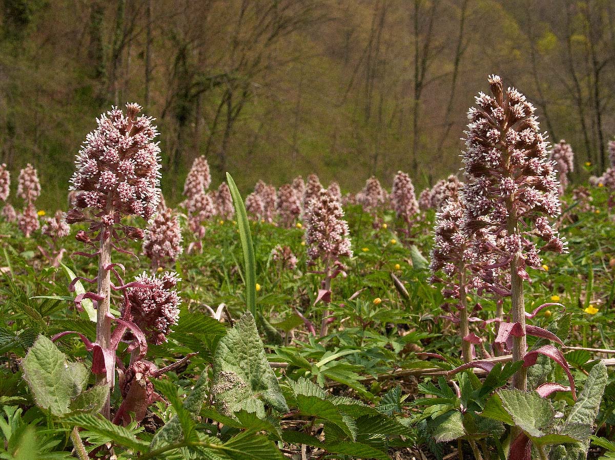 LOPUH PETASITES HYBRIDUS4 15 04 06