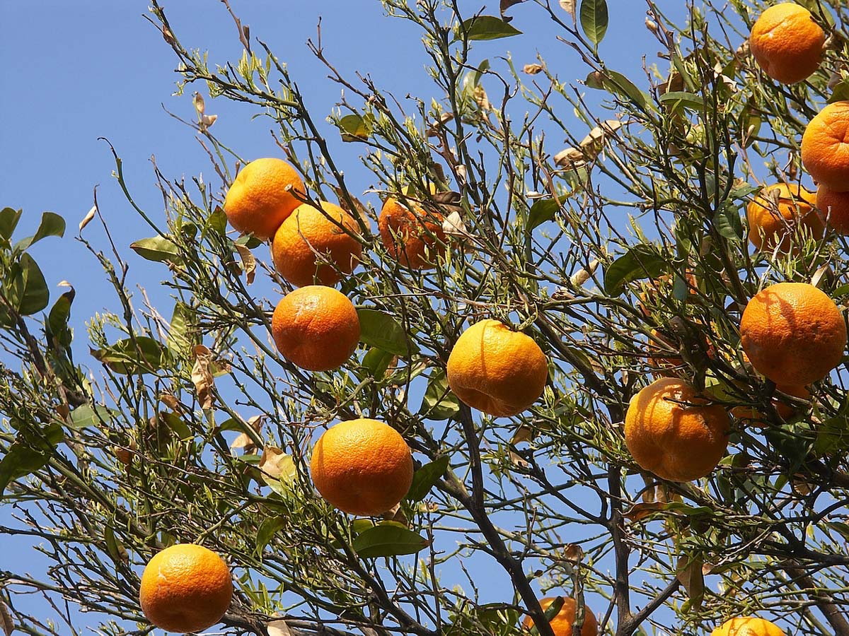 MANDARINE2 15. 04 2005