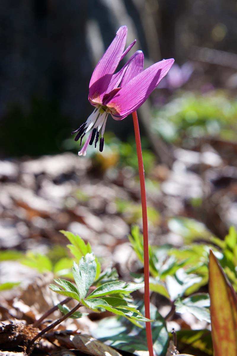 PASJI ZUB ERYTHRONIUM DENS CANIS06 31 03 12