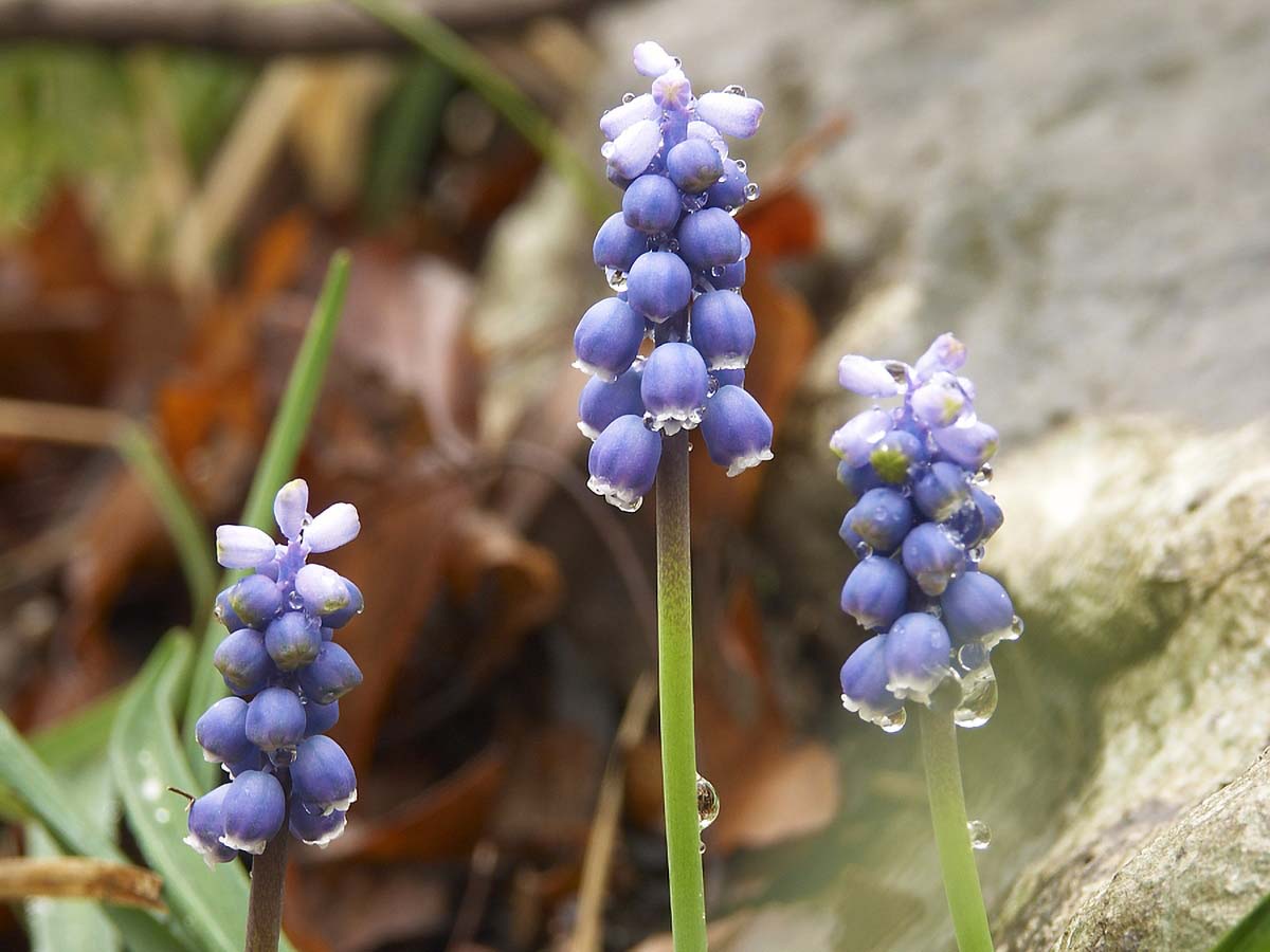 PRESLICICA MUSCARI BOTRIOIDES2 29. 03 2005