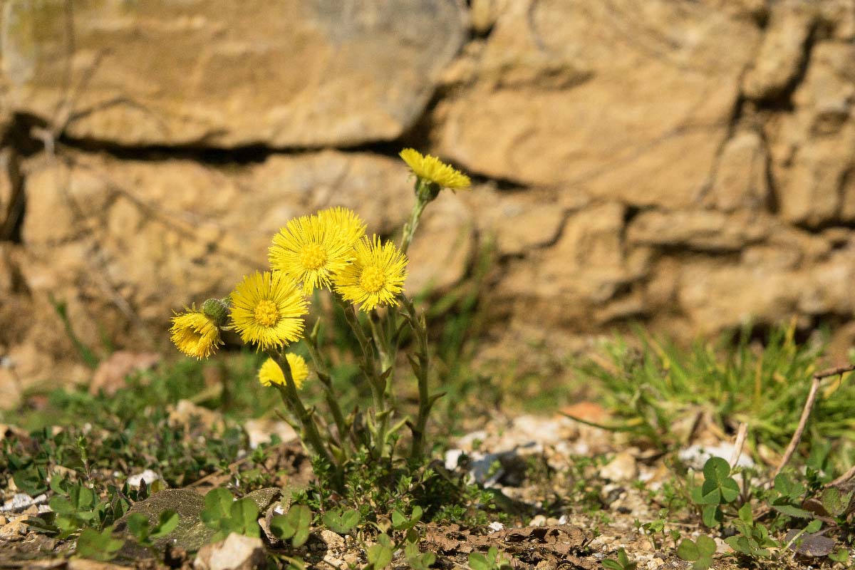 PROLJETNI PODBJEL02 21 03 15