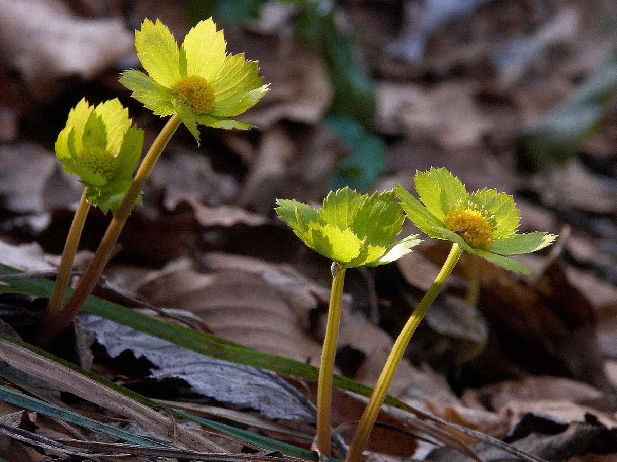 SUMSKO VOLUJSKO OKO HACQUETIA EPIPACTIS2 09 04 06