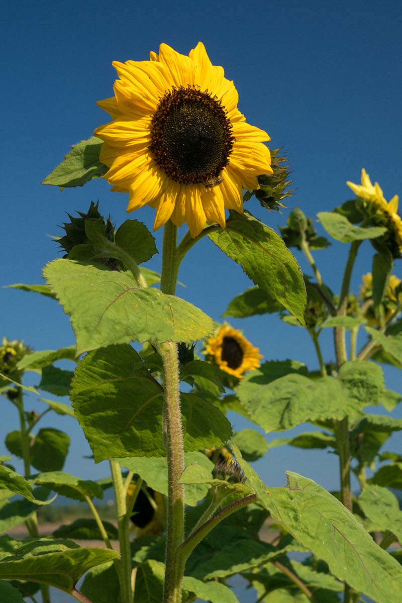 SUNCOKRET05 26 08 16