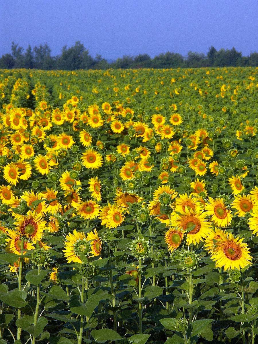 SUNCOKRETI9 06 07 06