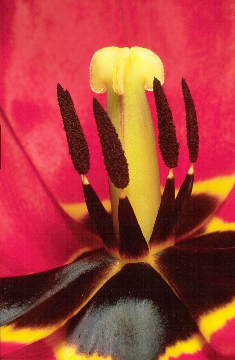 TULIPAN K5C4