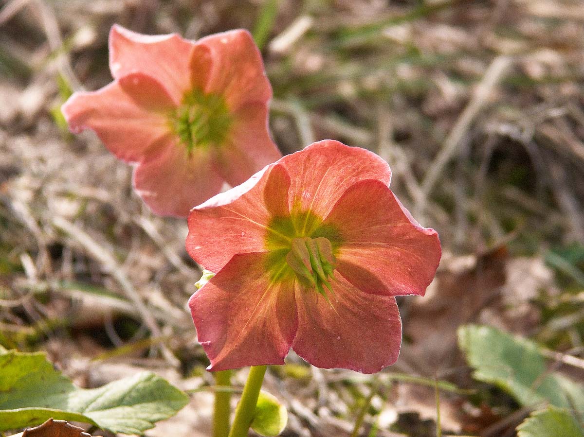 VELECVJETNI KUKURIJEK HELLEBORUS MACRANTHUS6 15 04 06 
