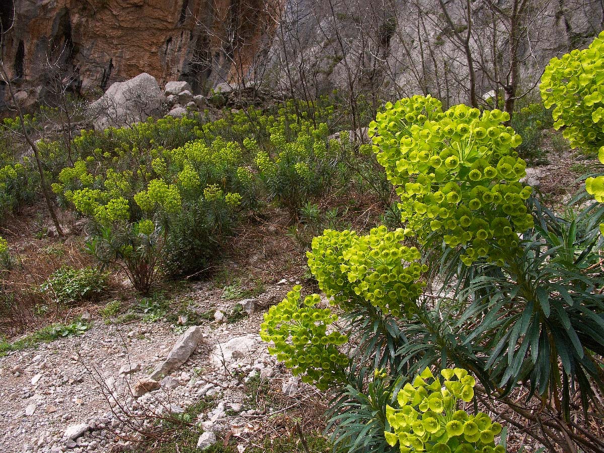 VELIKA MLIJECIKA EUPHORBIA WULFENII10 01 04 2006