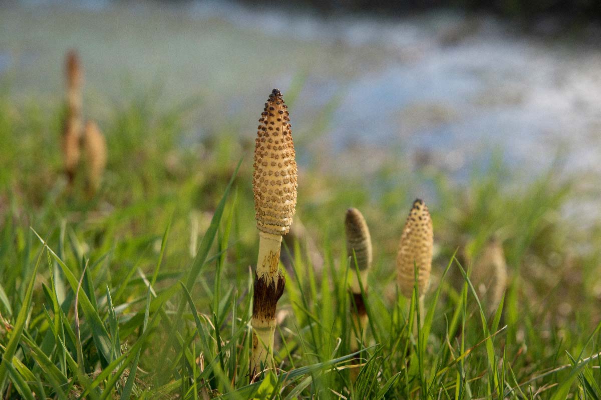 VELIKA PRESLICA   EQUISETUM TELMATEIA EHRHART08 29 03 15