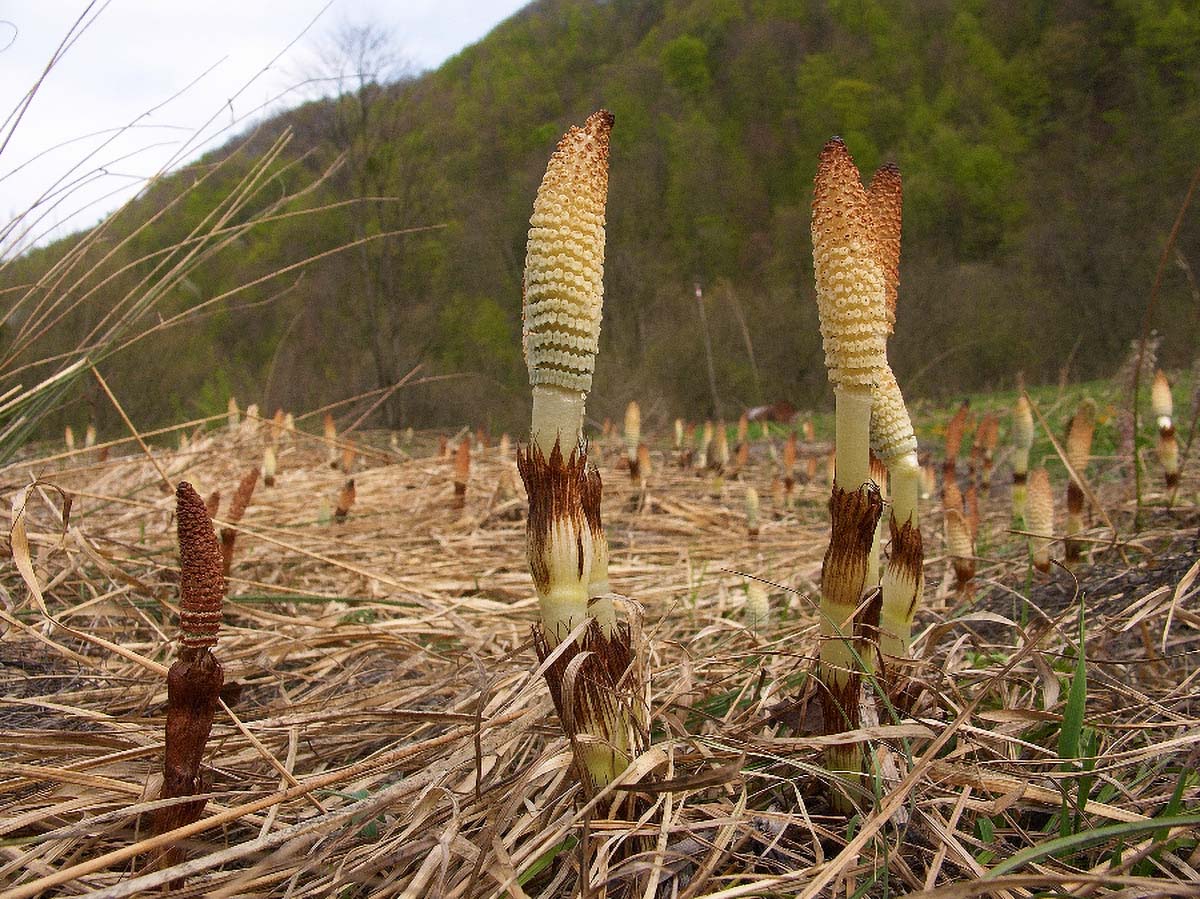 VELIKA PRESLICA EQUISETUM TELMATEIA EHRHART19 15 04 06