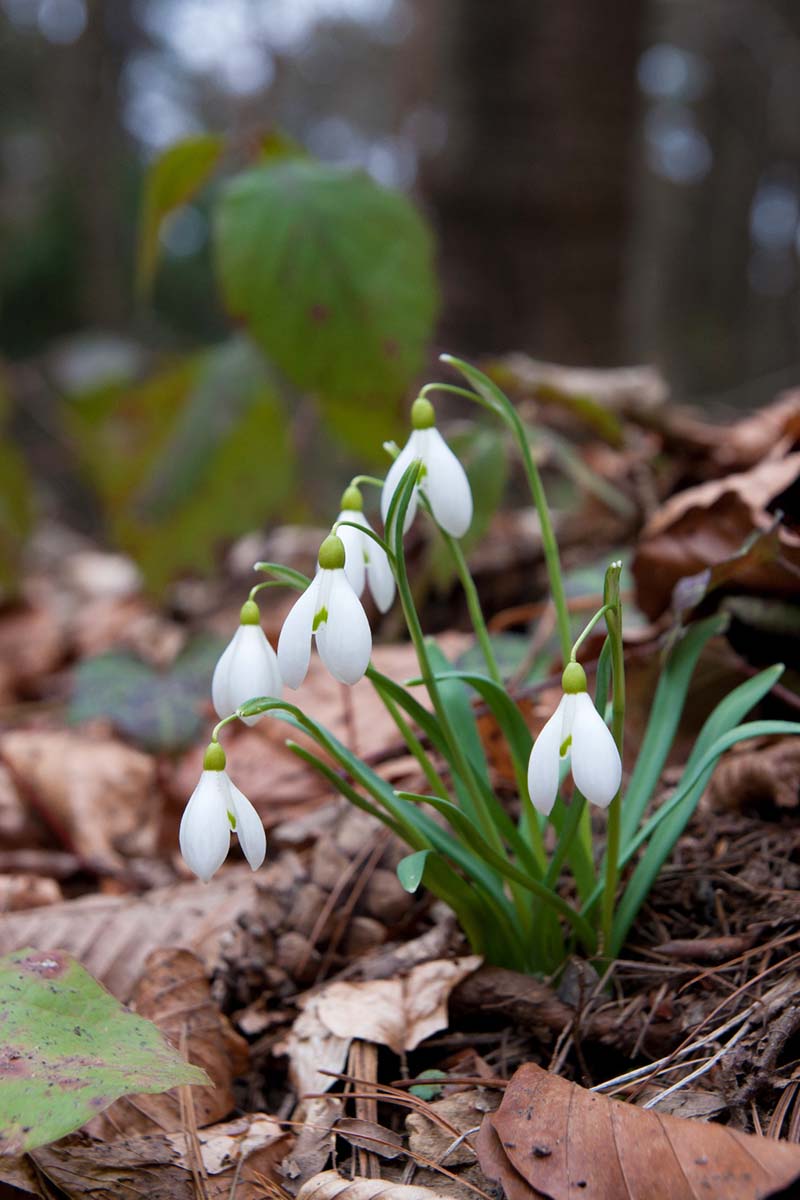 VISIBABE GALANTHUS05 03 03 12