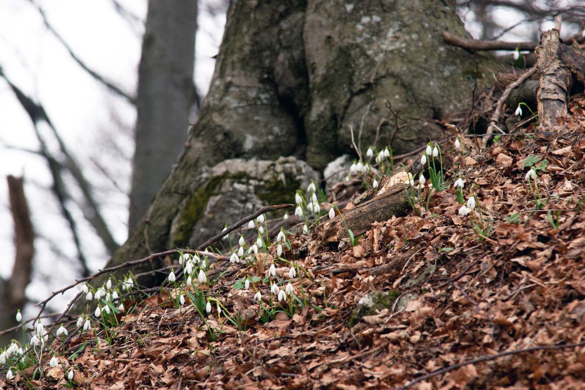 VISIBABE GALANTHUS14 03 03 12