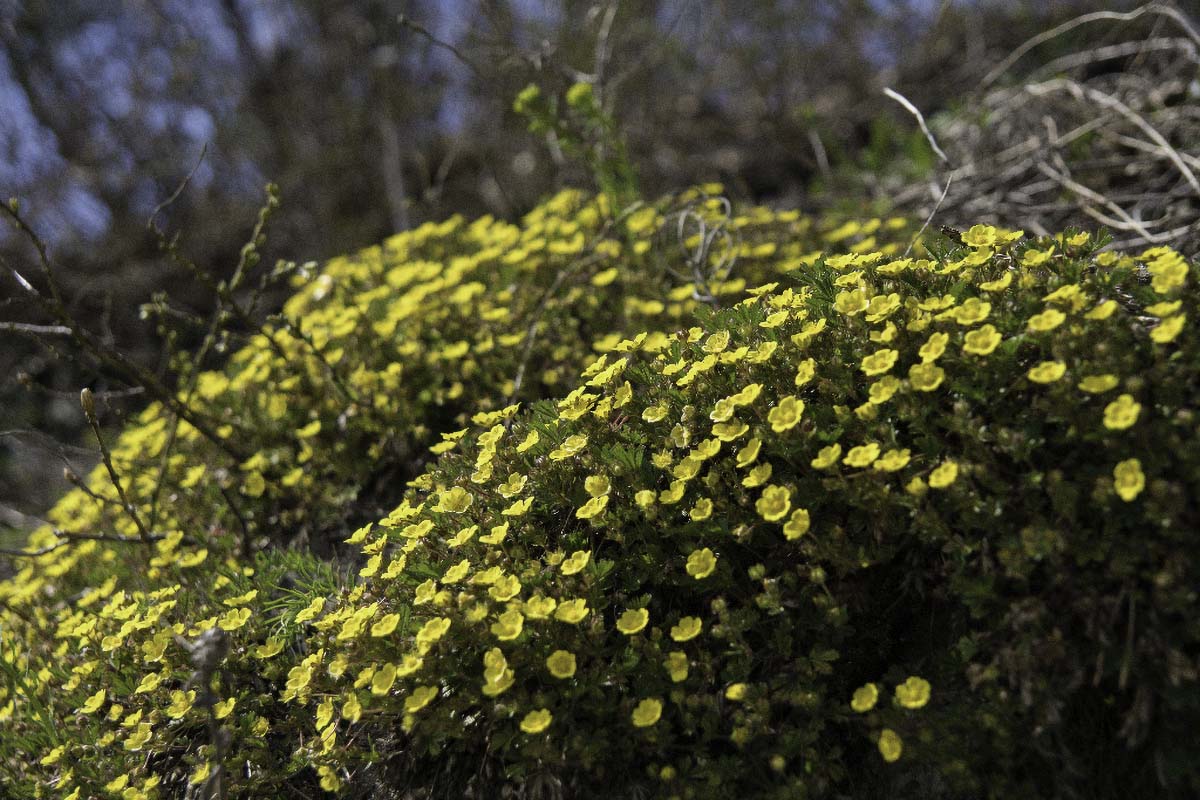 ZABNJAK LJUTIC   RANUNCULUS ACRIS L.09 11 04