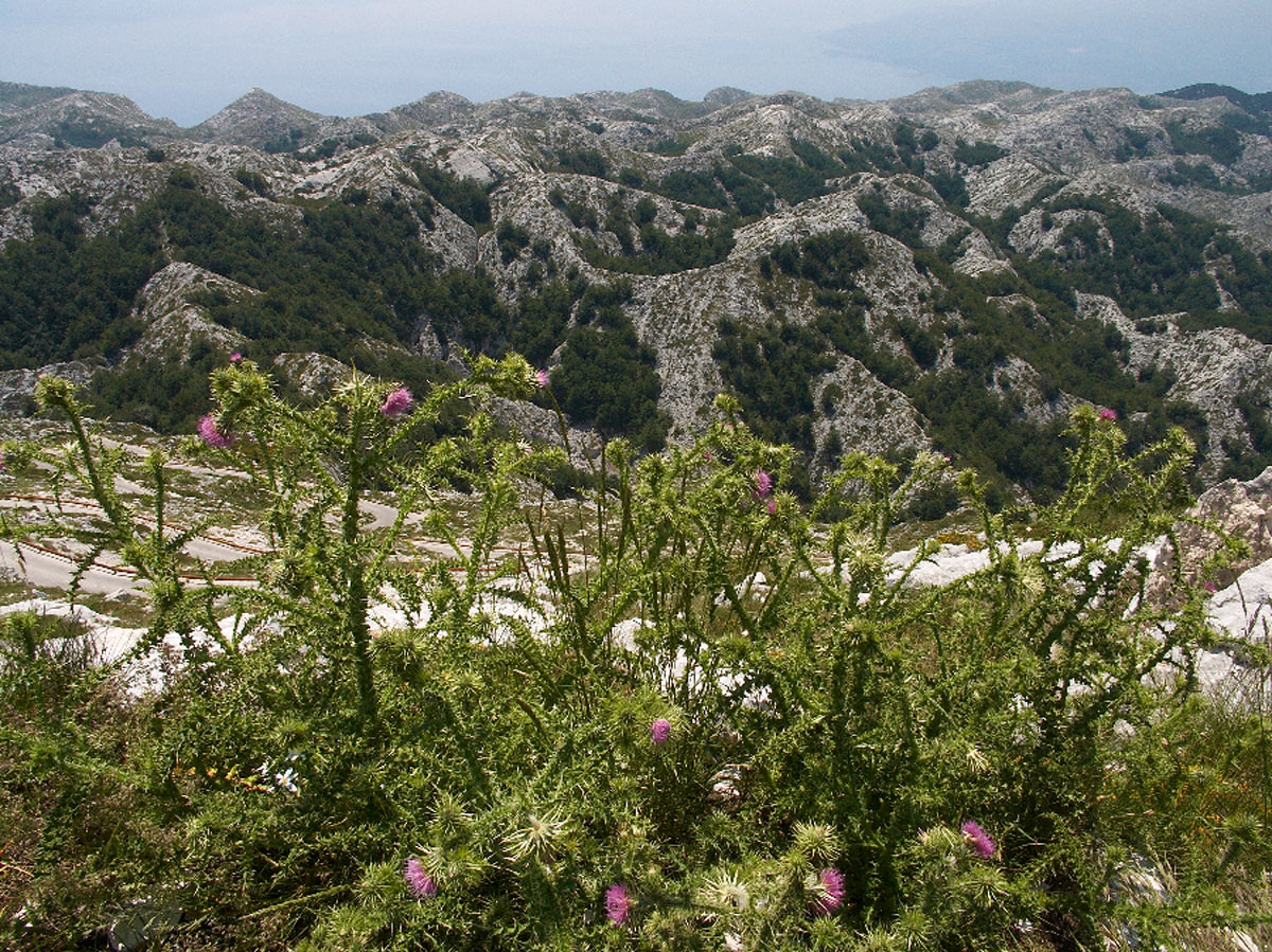 BIOKOVO99