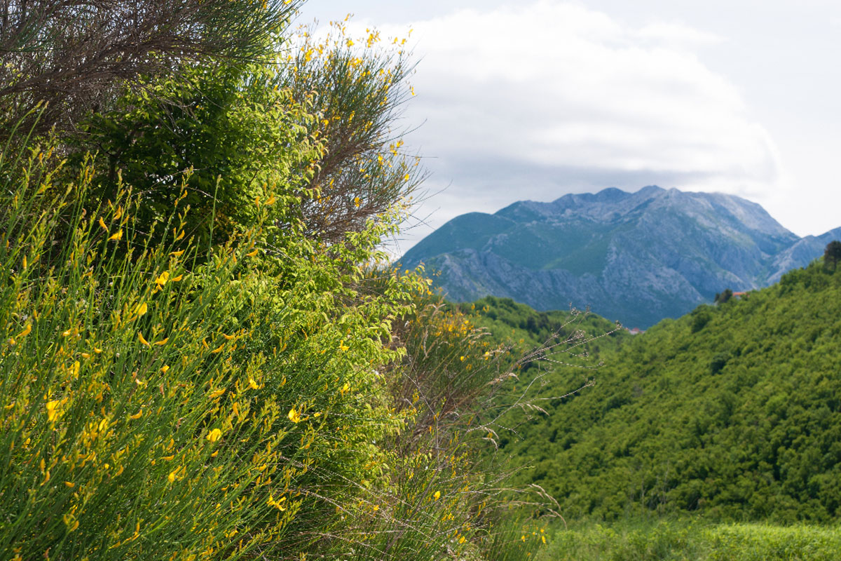 CETINA34 15 05 12