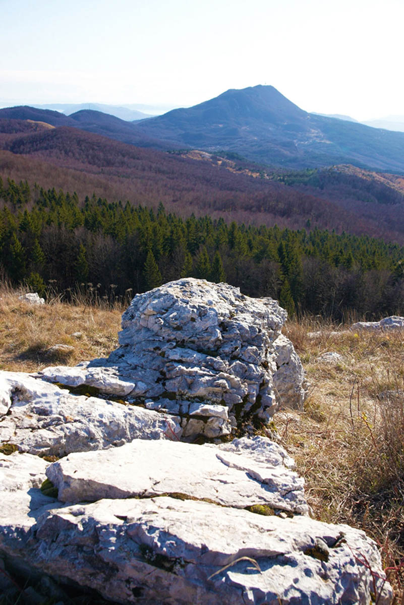 CICARIJA40 23 11 08