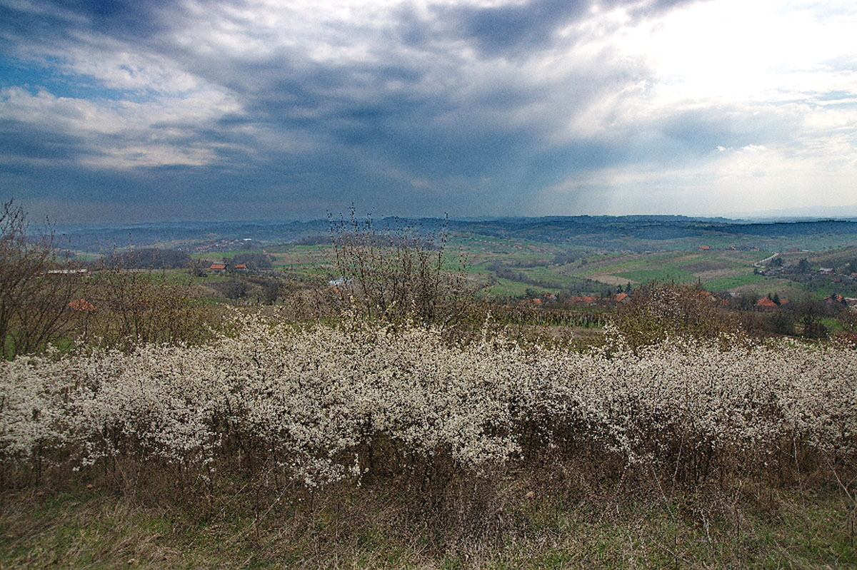 KALNIK05 29 03 08